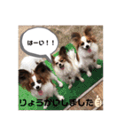 パピヨン三姉妹♡ベルすずりんスタンプ②（個別スタンプ：8）