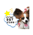 パピヨン三姉妹♡ベルすずりんスタンプ②（個別スタンプ：11）
