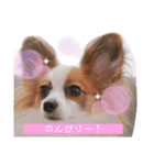パピヨン三姉妹♡ベルすずりんスタンプ②（個別スタンプ：13）