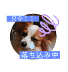 パピヨン三姉妹♡ベルすずりんスタンプ②（個別スタンプ：17）