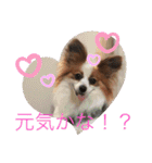 パピヨン三姉妹♡ベルすずりんスタンプ②（個別スタンプ：21）
