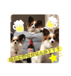 パピヨン三姉妹♡ベルすずりんスタンプ②（個別スタンプ：28）