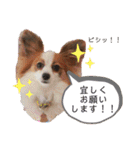 パピヨン三姉妹♡ベルすずりんスタンプ②（個別スタンプ：29）