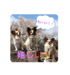 パピヨン三姉妹♡ベルすずりんスタンプ②（個別スタンプ：32）