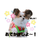 パピヨン三姉妹♡ベルすずりんスタンプ②（個別スタンプ：34）