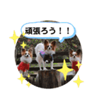 パピヨン三姉妹♡ベルすずりんスタンプ②（個別スタンプ：40）