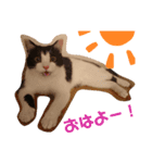 ハチワレ虎太郎1（個別スタンプ：1）