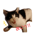ハチワレ虎太郎1（個別スタンプ：4）
