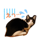 ハチワレ虎太郎1（個別スタンプ：5）