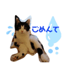 ハチワレ虎太郎1（個別スタンプ：7）
