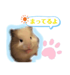 我が家の小さな家族1（個別スタンプ：13）