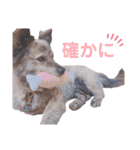 クセの強いイッヌたち  Part2（個別スタンプ：18）