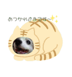 パピヨンのパピーちゃん（個別スタンプ：6）