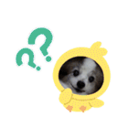 パピヨンのパピーちゃん（個別スタンプ：8）