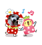 パピヨンのパピーちゃん（個別スタンプ：10）