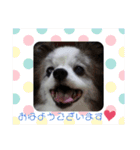 パピヨンのパピーちゃん（個別スタンプ：14）
