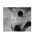 パピヨンのパピーちゃん（個別スタンプ：19）