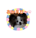 パピヨンのパピーちゃん（個別スタンプ：28）