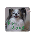 パピヨンのパピーちゃん（個別スタンプ：32）
