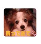 パピヨンのパピーちゃん（個別スタンプ：34）