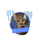 猫たちのくらし（個別スタンプ：1）