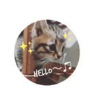 猫たちのくらし（個別スタンプ：2）