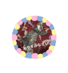 猫たちのくらし（個別スタンプ：3）