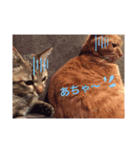 猫たちのくらし（個別スタンプ：5）