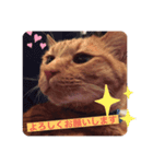 猫たちのくらし（個別スタンプ：6）