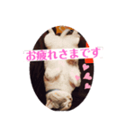 猫たちのくらし（個別スタンプ：7）