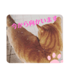 猫たちのくらし（個別スタンプ：8）