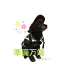 トイプー   ぷあら2（個別スタンプ：4）