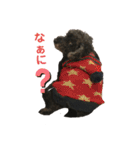 トイプー   ぷあら2（個別スタンプ：7）