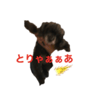 トイプー   ぷあら2（個別スタンプ：17）