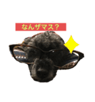トイプー   ぷあら2（個別スタンプ：21）