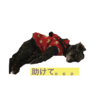 トイプー   ぷあら2（個別スタンプ：23）