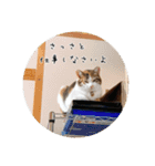 ランマギすたんぷ（個別スタンプ：5）