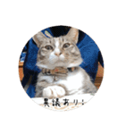 ランマギすたんぷ（個別スタンプ：7）