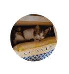 ランマギすたんぷ（個別スタンプ：14）