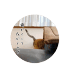 ランマギすたんぷ（個別スタンプ：16）
