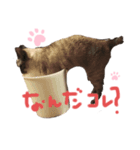我が家のアイドル むぎちゃん（個別スタンプ：1）