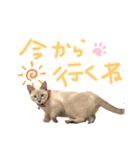 我が家のアイドル むぎちゃん（個別スタンプ：3）