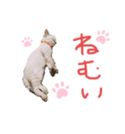 我が家のアイドル むぎちゃん（個別スタンプ：4）