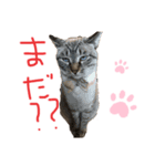 我が家のアイドル むぎちゃん（個別スタンプ：5）