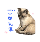 我が家のアイドル むぎちゃん（個別スタンプ：6）