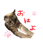 我が家のアイドル むぎちゃん（個別スタンプ：7）