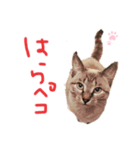 我が家のアイドル むぎちゃん（個別スタンプ：8）
