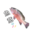 種子島の魚群その1（個別スタンプ：3）