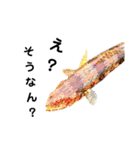 種子島の魚群その1（個別スタンプ：5）