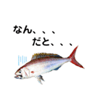 種子島の魚群その1（個別スタンプ：11）